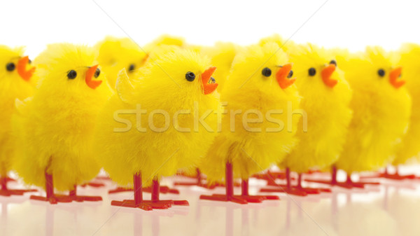 Foto stock: Abundancia · Pascua · pollitos · atención · selectiva · aislado · bebé