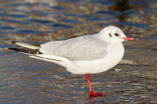 A black-headed gull Stock photo © michaklootwijk