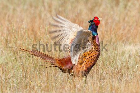 A common Pheasant Stock photo © michaklootwijk
