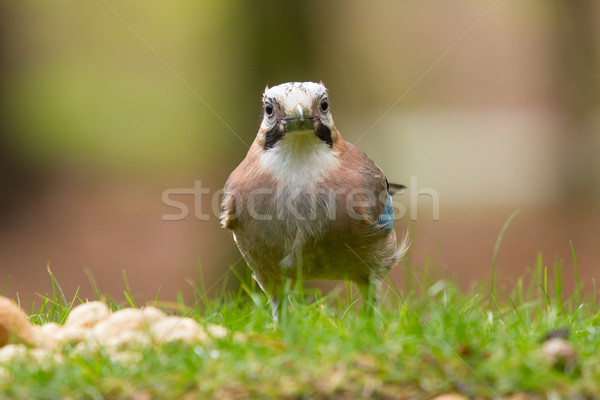 A Jay bird (Garrulus glandarius) Stock photo © michaklootwijk