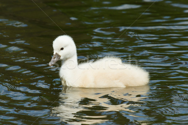 游泳的 水 鳥類 生活 白 動物 商業照片 © michaklootwijk