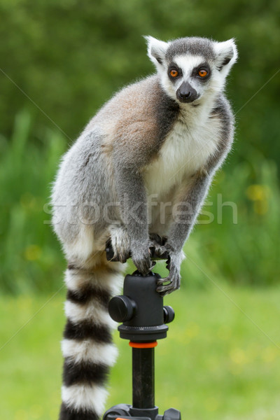 Ring-tailed lemur sitting on tripod Stock photo © michaklootwijk