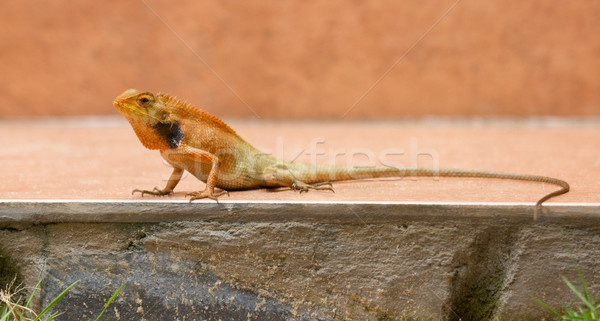 Lagarto grama verde árvore natureza fundo Foto stock © michaklootwijk