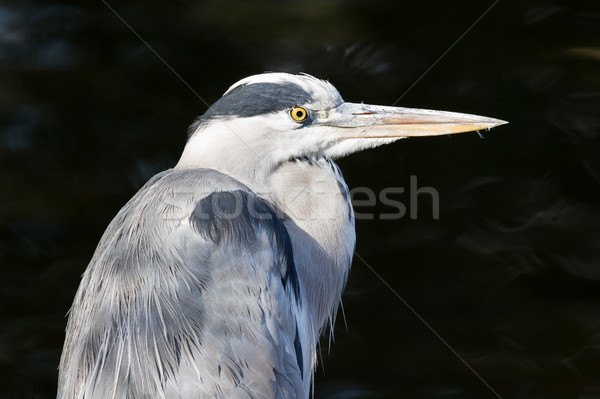 Great blue heron isolated Stock photo © michaklootwijk