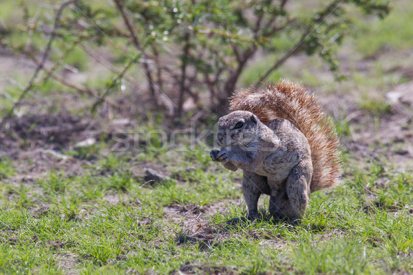 Terreno esquilo alimentação Namíbia cara Foto stock © michaklootwijk