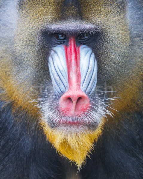 портрет взрослый природного среда обитания лес обезьяны Сток-фото © michaklootwijk
