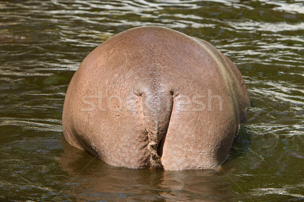 Big backside of an hippo Stock photo © michaklootwijk