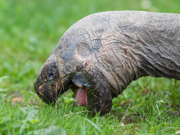 óriás teknősbéka eszik fű közelkép szelektív fókusz Stock fotó © michaklootwijk