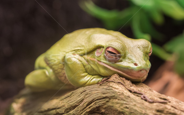 Litoria Caerulea, Australian green tree frog resting Stock photo © michaklootwijk