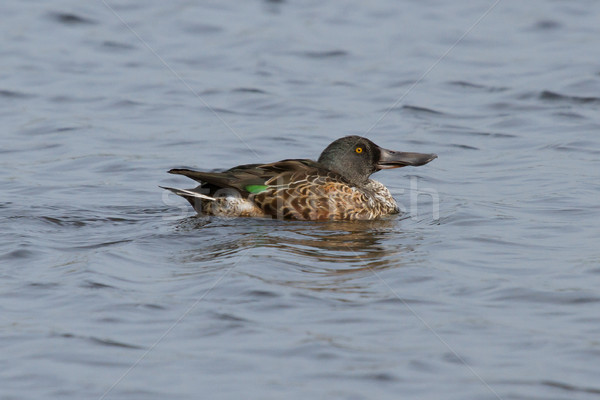 Foto stock: Norte · pássaro · pena · lago · animal · pato