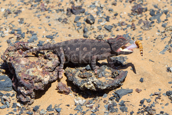 Chameleon охота пустыне Намибия глазах фон Сток-фото © michaklootwijk