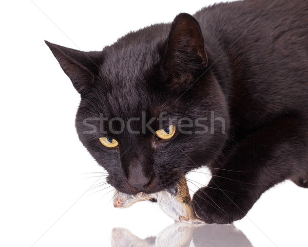 Black cat with his prey, a dead mouse Stock photo © michaklootwijk