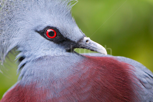 Victoria Crowned bird (Goura victoria) Stock photo © michaklootwijk