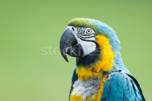 Close-up of a macaw parrot Stock photo © michaklootwijk