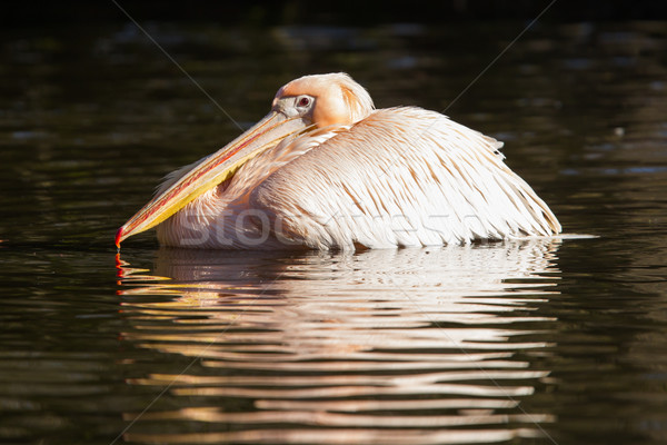 Pink pelican in the water Stock photo © michaklootwijk