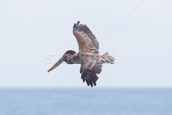 Brown pelican (Pelecanus occidentalis) Stock photo © michaklootwijk