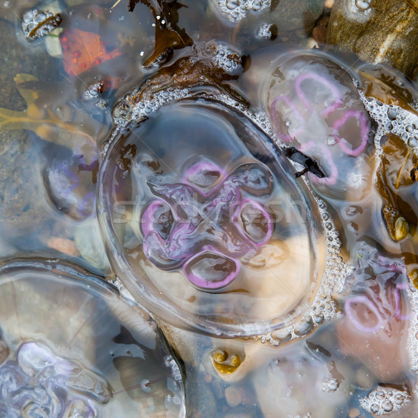 Small jellyfish on a beach Stock photo © michaklootwijk