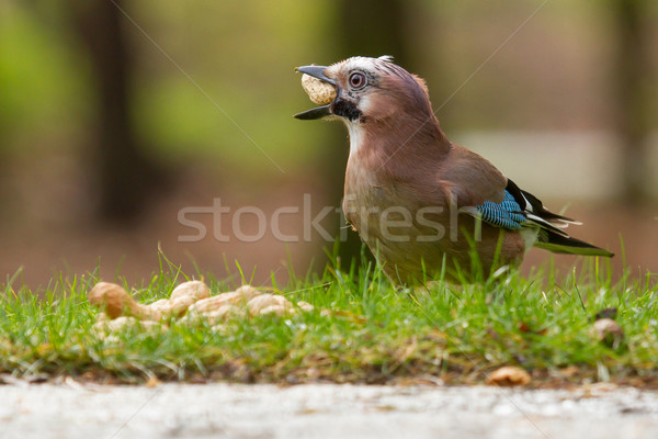 A Jay bird (Garrulus glandarius) Stock photo © michaklootwijk