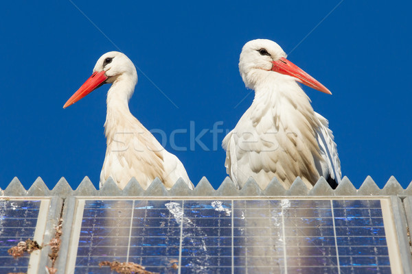 Pair of storks standing on a solar panel Stock photo © michaklootwijk