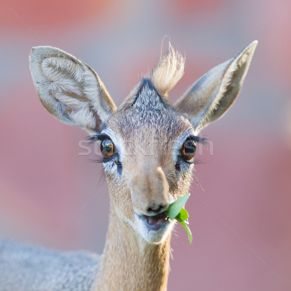 Foco olhos olho grama veado animal Foto stock © michaklootwijk
