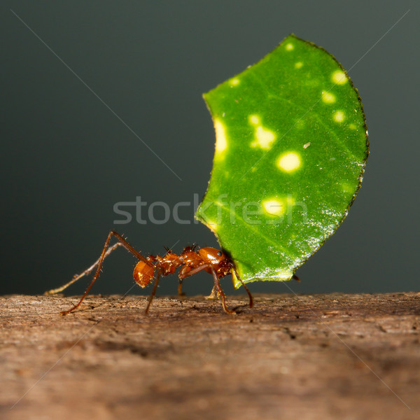 A leaf cutter ant Stock photo © michaklootwijk