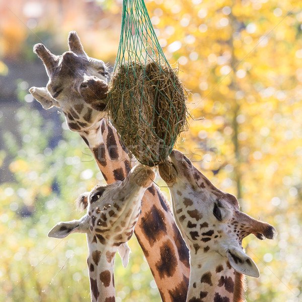Three giraffes eating hay  Stock photo © michaklootwijk