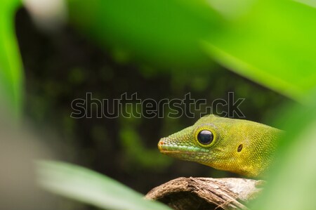 Phelsuma sundbergi, lizard Stock photo © michaklootwijk