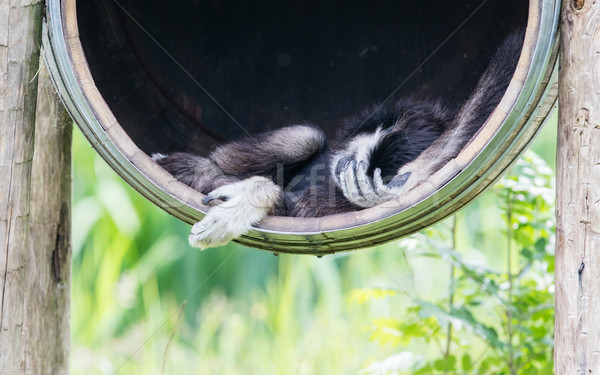 White handed gibbon sleeping in a barrel Stock photo © michaklootwijk