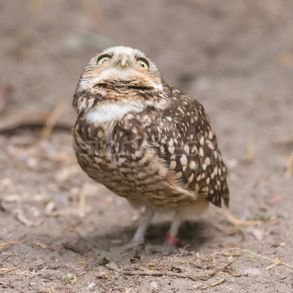 Burrowing owl (Athene cunicularia) in captivity Stock photo © michaklootwijk