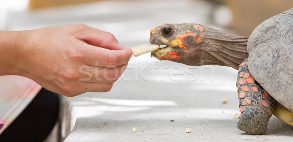Вишневое голову красный ногу черепаха фон Сток-фото © michaklootwijk