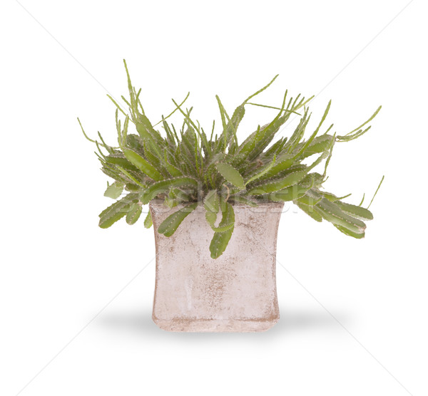 Сток-фото: зеленый · кактус · небольшой · изолированный · белый · красный