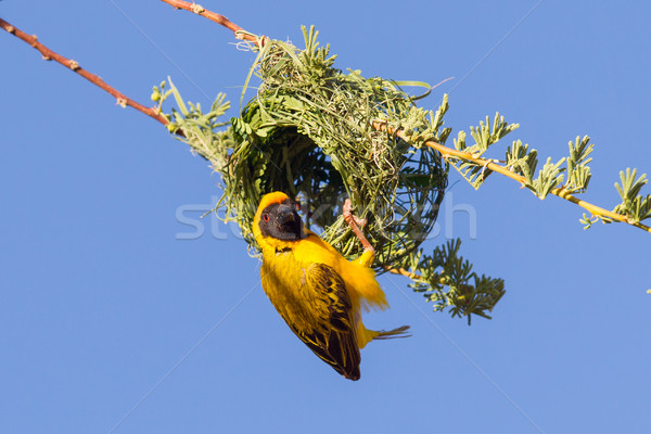 Southern Yellow Masked Weaver  Stock photo © michaklootwijk