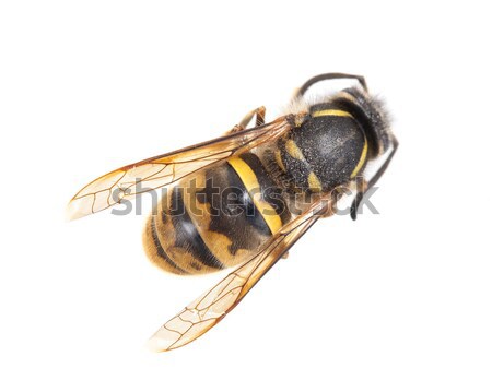 Dead wasp isolated Stock photo © michaklootwijk
