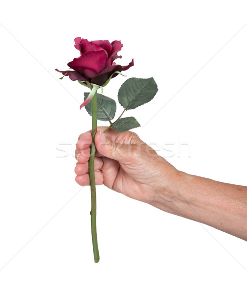 Old hand giving a rose Stock photo © michaklootwijk
