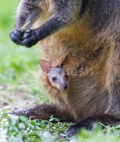 Jonge moeders moeder vrouwelijke been kangoeroe Stockfoto © michaklootwijk