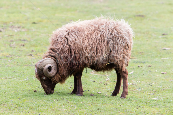 Brown Icelandic sheep with curled horns Stock photo © michaklootwijk