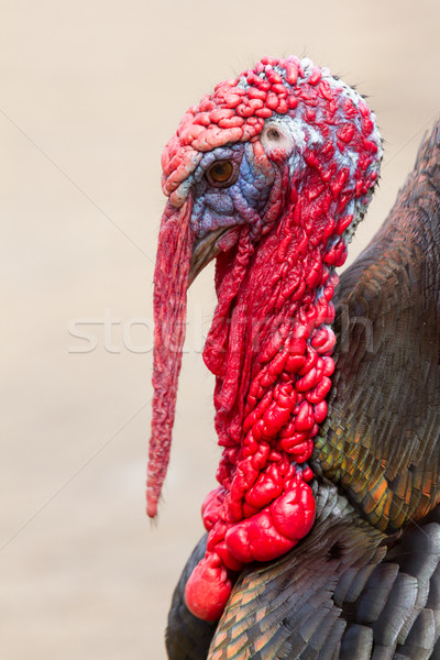 A large turkey Stock photo © michaklootwijk