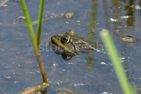 Frog in pond in spring  Stock photo © michaklootwijk