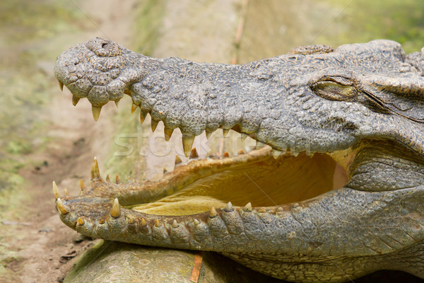 Crocodile resting in the sun Stock photo © michaklootwijk