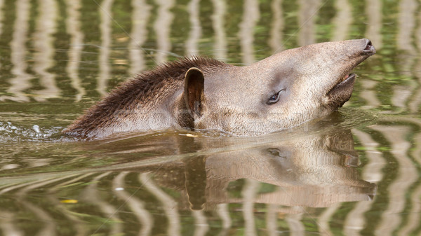 Stock photo: Profile portrait of south American tapir in the water