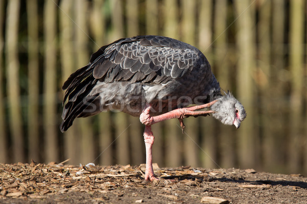 Close-up of a Southern Screamer Stock photo © michaklootwijk