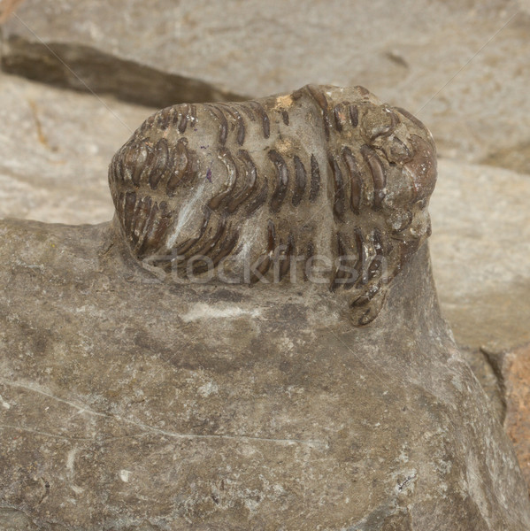 Trilobite fossil  Stock photo © michaklootwijk