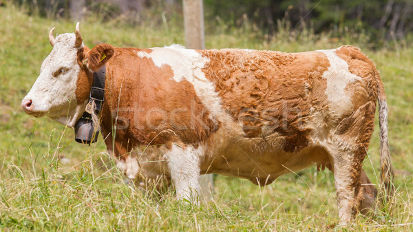 Brown milk cow in a meadow of grass Stock photo © michaklootwijk