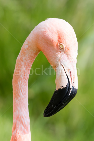 Pink flamingo close-up Stock photo © michaklootwijk