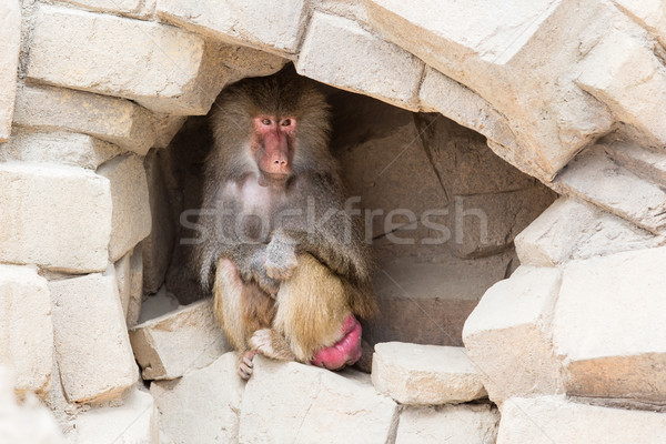 Yetişkin kadın habeş maymunu küçük mağara Stok fotoğraf © michaklootwijk