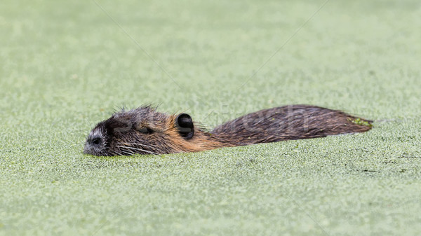 Myocastor coypus, single mammal Stock photo © michaklootwijk