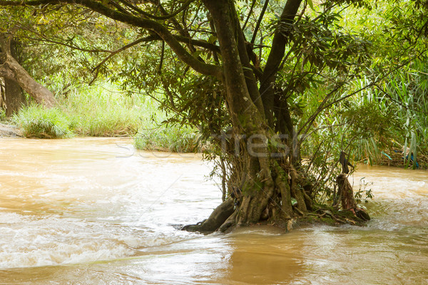 Solitary tree flooded in a fast flowing stream Stock photo © michaklootwijk