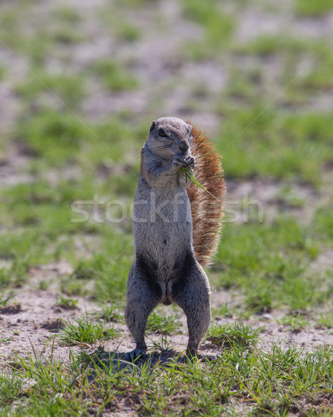 Terreno esquilo alimentação Namíbia cara Foto stock © michaklootwijk