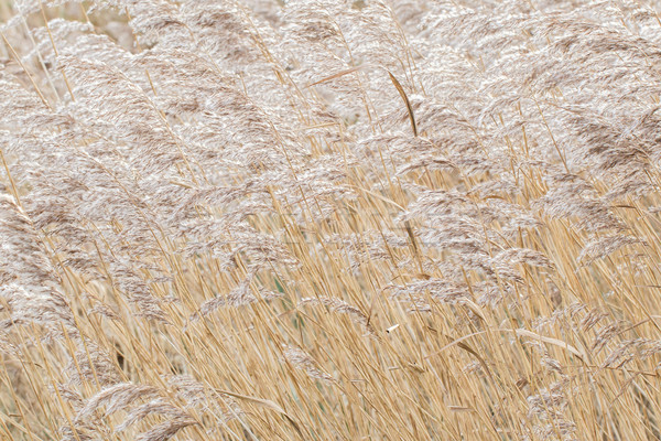 Stock photo: Reed bed