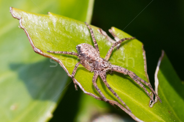 Spider on a green leaf Stock photo © michaklootwijk